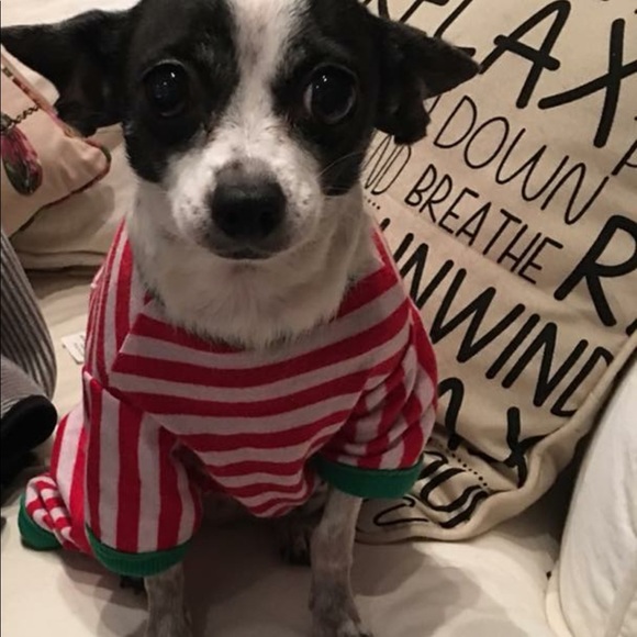 Teddy - Picture 8 of 8